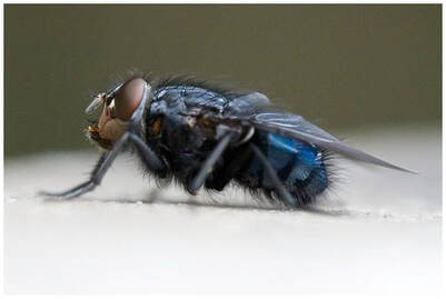 Photo of a blue fly (still alive) that shows readers remember the words writers choose. 