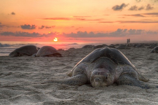 Photo of large turtles on a beach at sunset